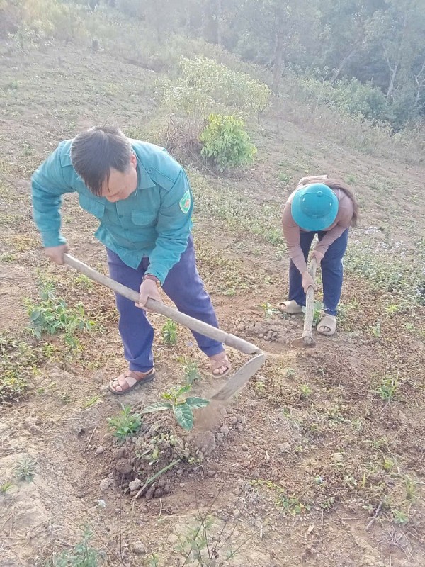 Nà Son phát triển cây cà phê: hướng đi bền vững giúp người dân thoát nghèo