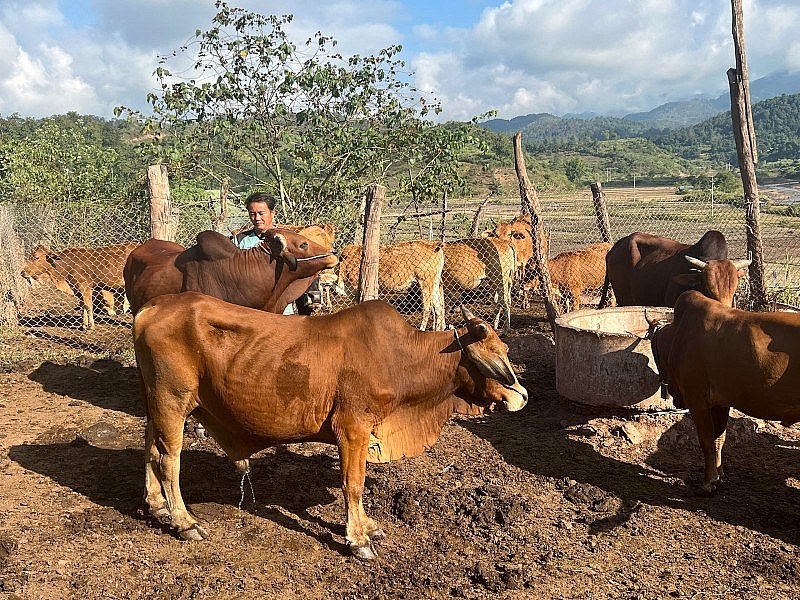 Nhiều hộ dân Mường Toong thoát nghèo bền vững