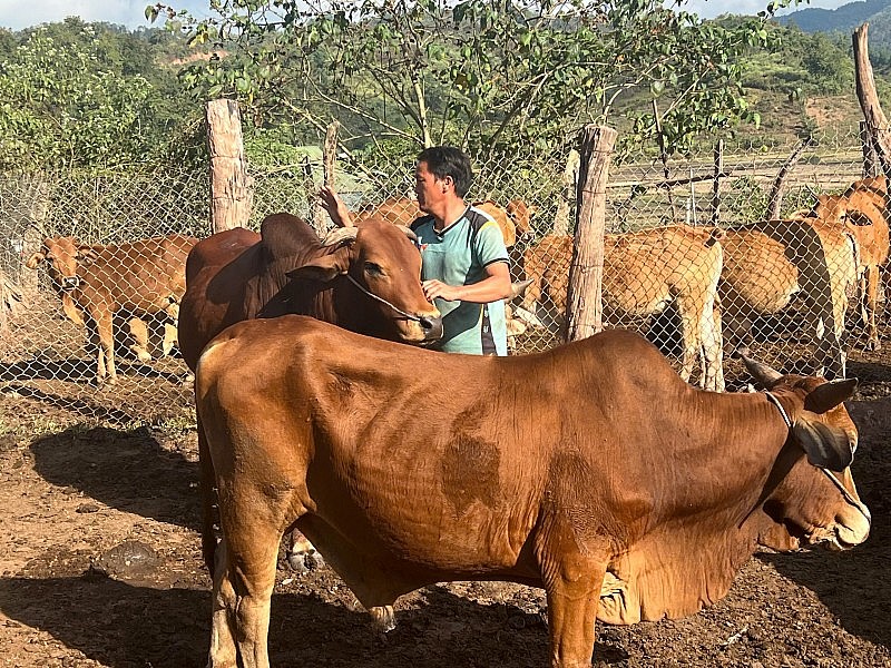 Nhiều hộ dân Mường Toong thoát nghèo bền vững