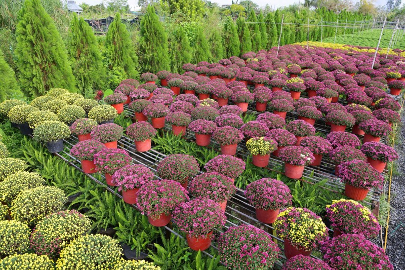 Sắc hoa ngày mới, khẳng định tầm vóc “thủ phủ hoa” miền Tây