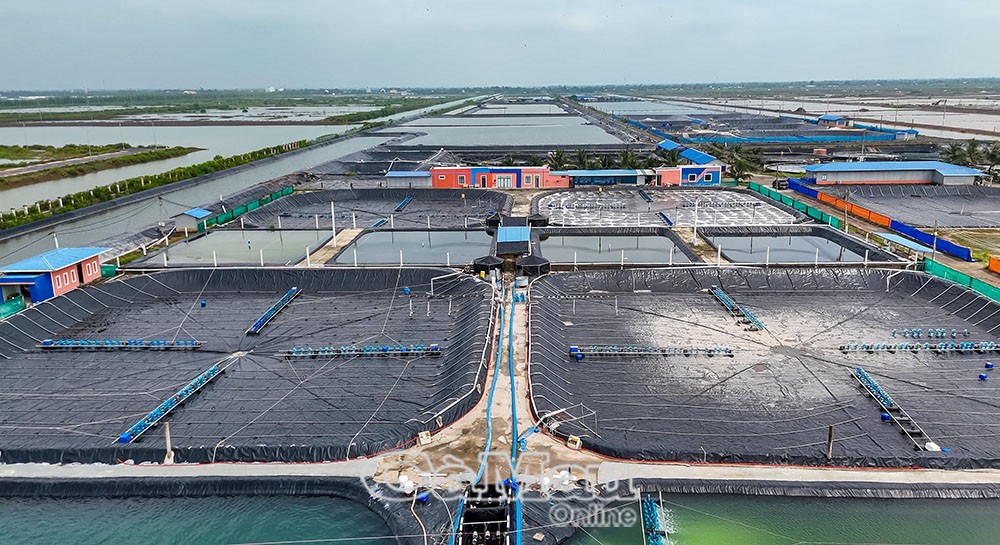 Mô hình nuôi tôm công nghệ cao phát triển theo hướng bền vững, thích ứng với biến đổi khí hậu. (Ảnh: Nguyễn Phú)