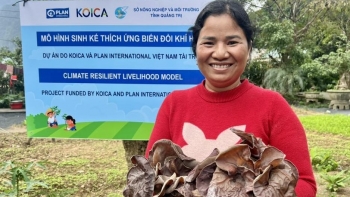 Mô hình trồng nấm giúp phụ nữ Vân Kiều tăng thu nhập