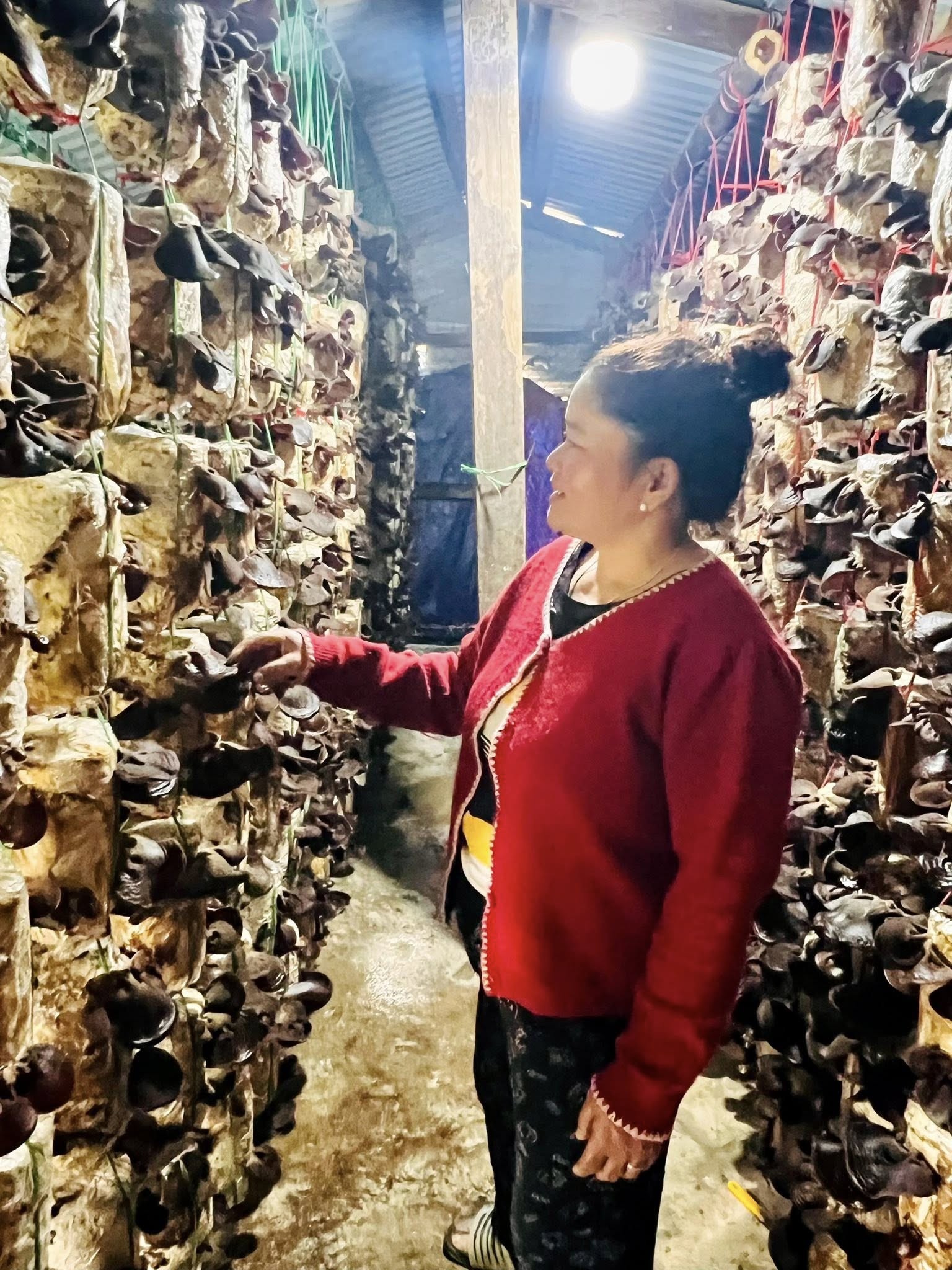 Mô hình trồng nấm mộc nhĩ giúp phụ nữ tại các xã khó khăn tỉnh Quảng Trị tăng thu nhập. (Ảnh: Plan International Việt Nam)