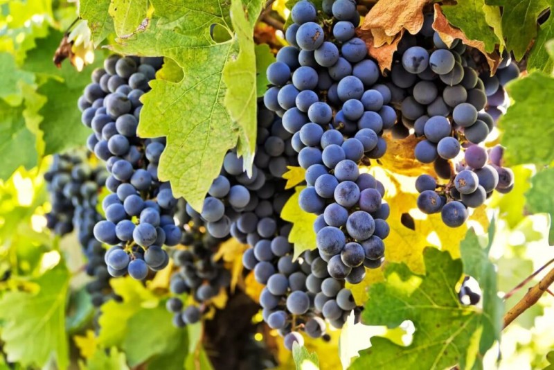 Nho Carmenère là giống nho biểu tượng cho rượu vang Chile Nho Carmenère là giống nho biểu tượng cho rượu vang Chile