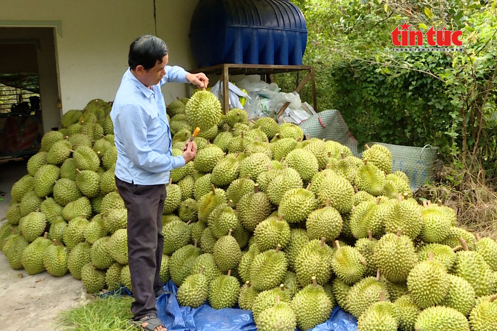 Nông nghiệp Việt Nam tăng trưởng ổn định, tiếp tục chuyển dịch theo chuỗi giá trị Chú thích ảnh