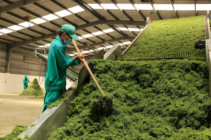 Hệ thống sấy cỏ sử dụng năng lượng tái tạo từ chất thải chăn nuôi giúp chi phí sản xuất thức ăn cho bò giảm hơn 10 lần so với cỏ nhập khẩu (Ảnh: VN). Hệ thống sấy cỏ sử dụng năng lượng tái tạo từ chất thải chăn nuôi giúp chi phí sản xuất thức ăn cho bò giảm hơn 10 lần so với cỏ nhập khẩu (Ảnh: VN).