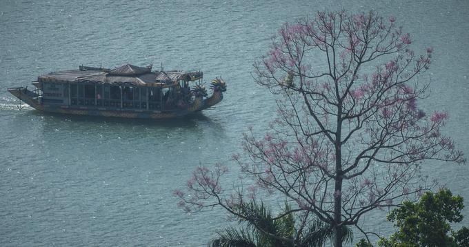 nhung loai hoa khoe sac trong nang ha o hue