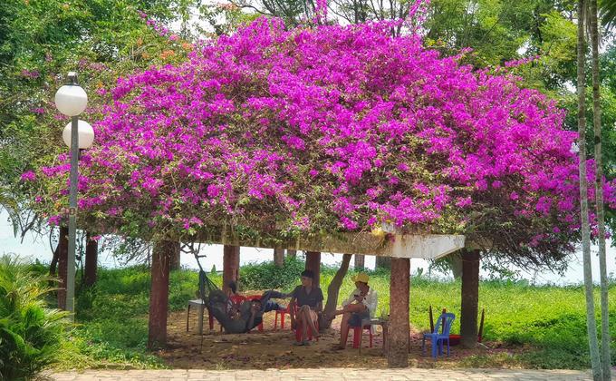 nhung loai hoa khoe sac trong nang ha o hue