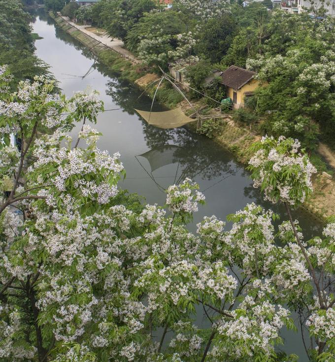 nhung loai hoa khoe sac trong nang ha o hue