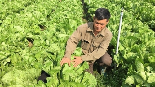 Sơn La: Nắng chang chang, trồng cải bẹ xanh ngút ngàn, bán lúc nào cũng đắt