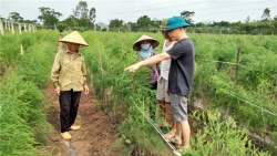 Thái Bình: 7X “liều mình” trồng rau "Hoàng đế" trên đất lúa, bán 80 ngàn/kg