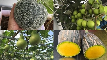 Vườn hoa quả trĩu trịt quả níu cong cành trên sân thượng của người đàn ông ở TP HCM