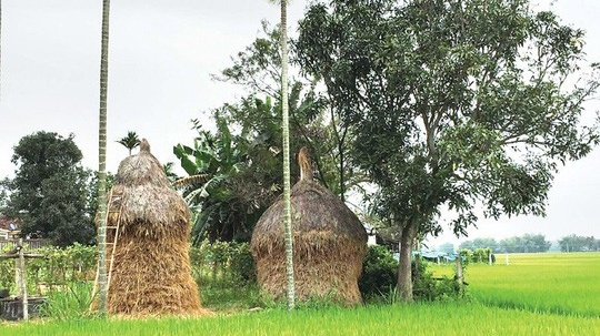 giua thi thanh nho lam ngo que