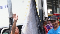 “Giải cứu” nghề đánh bắt cá ngừ đại dương (bài 2)