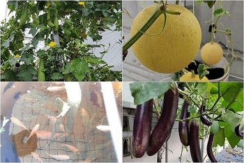 Ông bố đảm trồng cả vườn rau, nuôi đủ loại cá trên sân thượng ở Biên Hòa