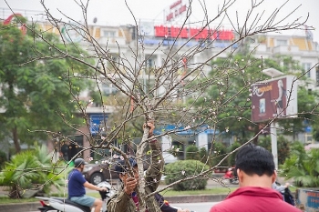 Bưởi cổ, đào "cụ" tiền trăm triệu một cây chờ khách mua dịp Tết Nguyên đán 2020
