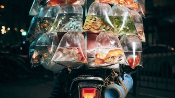 Ảnh chụp người bán cá cảnh rong trên phố ở Việt Nam đạt giải nhất cuộc thi ảnh quốc tế