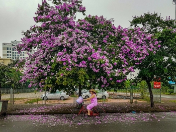 Chùm ảnh: Nhịp sống Hà Nội những ngày đầu hạ