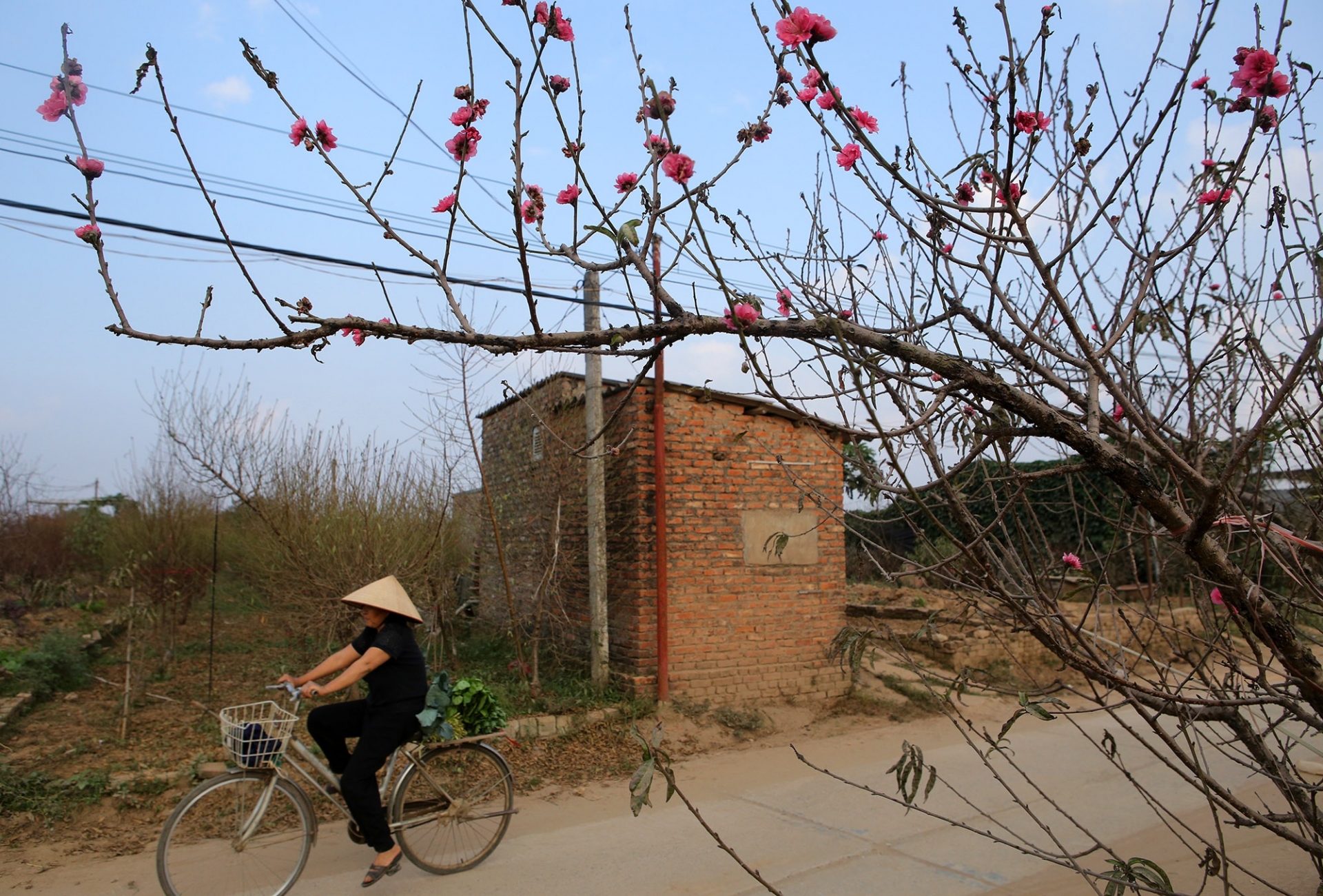 ha noi dao tet mini buoi canh khung gia mem dua nhau xuong pho phuc vu tet