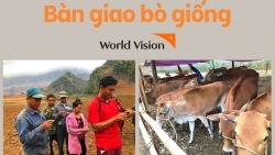 Tổ chức World Vision Vietnam trao 30 con bò giống cho người dân Điện Biên