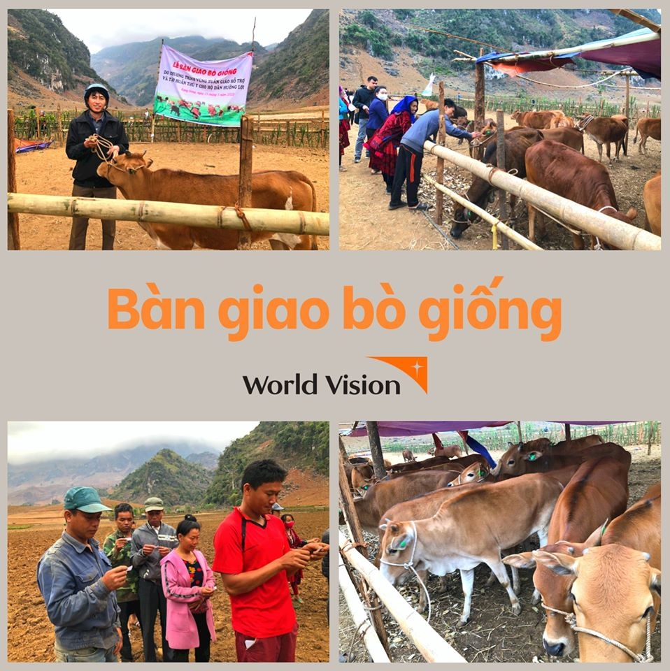 tam nhin the gioi world vision vietnam trao 30 con bo giong cho nguoi dan dien bien