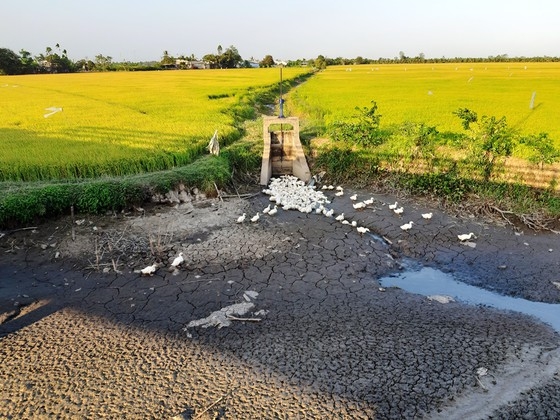 chuyen doi 50000ha dat canh tac lua bi han man sang loai cay trong phu hop