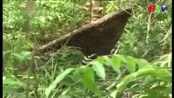 Nghề gác kèo ong tại rừng U Minh Hạ, Cà Mau