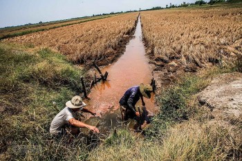 Xâm nhập mặn ở đồng bằng sông Cửu Long có chiều hướng giảm