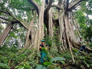 Người Cơ Tu làm du lịch từ những cánh rừng