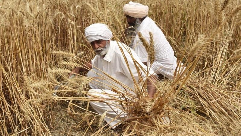 Giá lúa mì thế giới tăng vọt sau lệnh cấm xuất khẩu của Ấn Độ