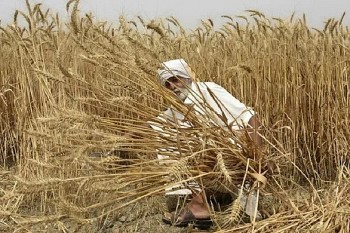 Giá lúa mì thế giới tăng vọt sau lệnh cấm xuất khẩu của Ấn Độ