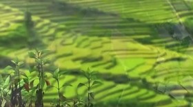 Mù Cang Chải, Yên Bái - điểm đến bản sắc, an toàn, thân thiện