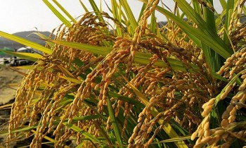 Việt Nam - Thái Lan cần gia tăng hợp tác kiểm soát mặt hàng gạo