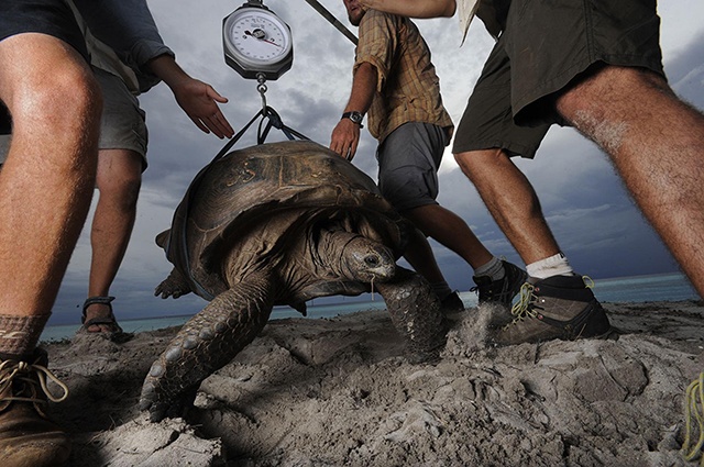 tom peschak nha sinh vat hoc bien cho biet ong da cham mat mot con rua to lon khi lam nhiem vu tai dao san ho aldabra cach xa bo bien phia dong chau phi o an do duong anh thomas ppeschak