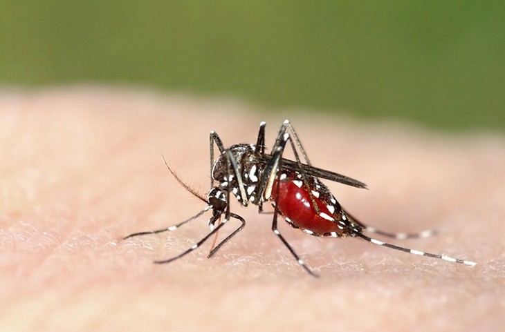 Việt Nam ghi nhận hai ca bệnh sốt rét từ châu Phi trở về