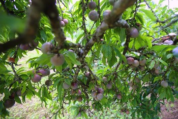 Mùa mận tam hoa chín rộ trên cao nguyên trắng Bắc Hà