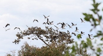 Ngắm đàn cò nhạn quý hiếm di cư về Vườn quốc gia Lò Gò - Xa Mát, Tây Ninh