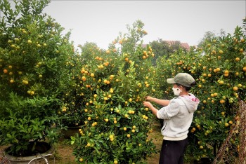 Hoa kiểng miền Trung trong nỗi lo vụ Tết