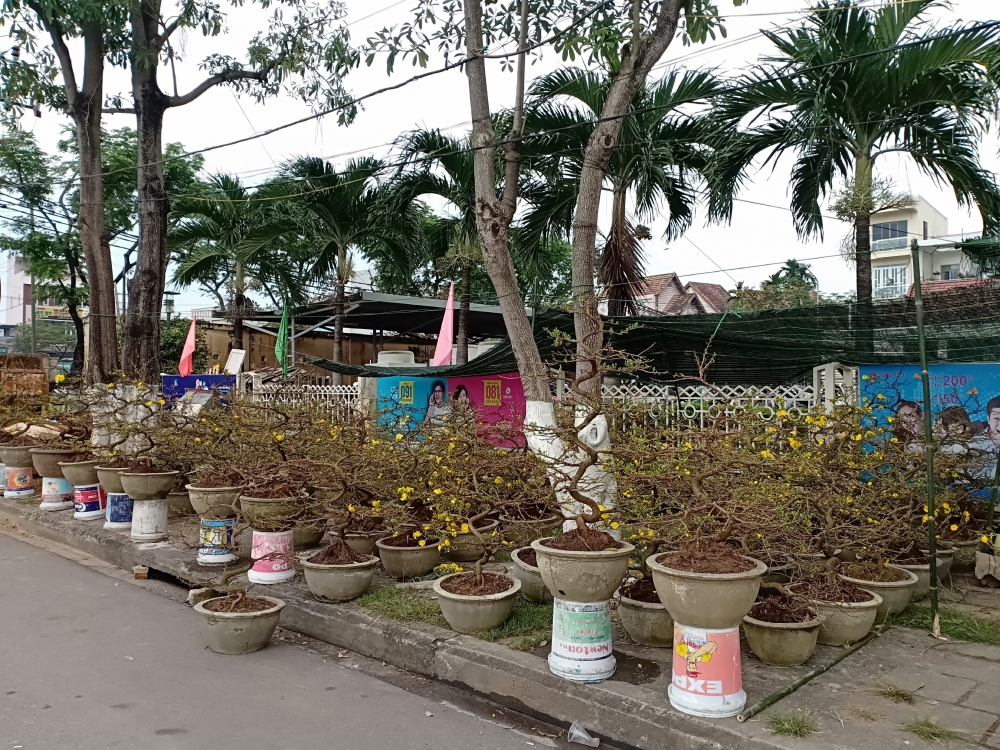 Hoa cảnh Tết ở Đà Nẵng vắng người mua