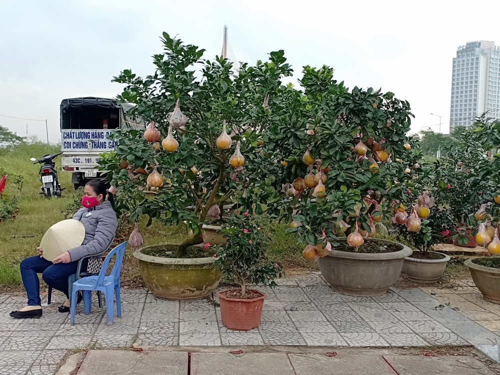 Hoa cảnh Tết ở Đà Nẵng vắng người mua