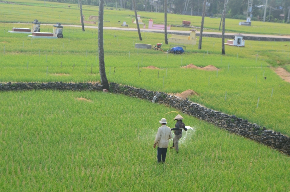 Nông dân Lý Sơn trồng hành tím trái vụ