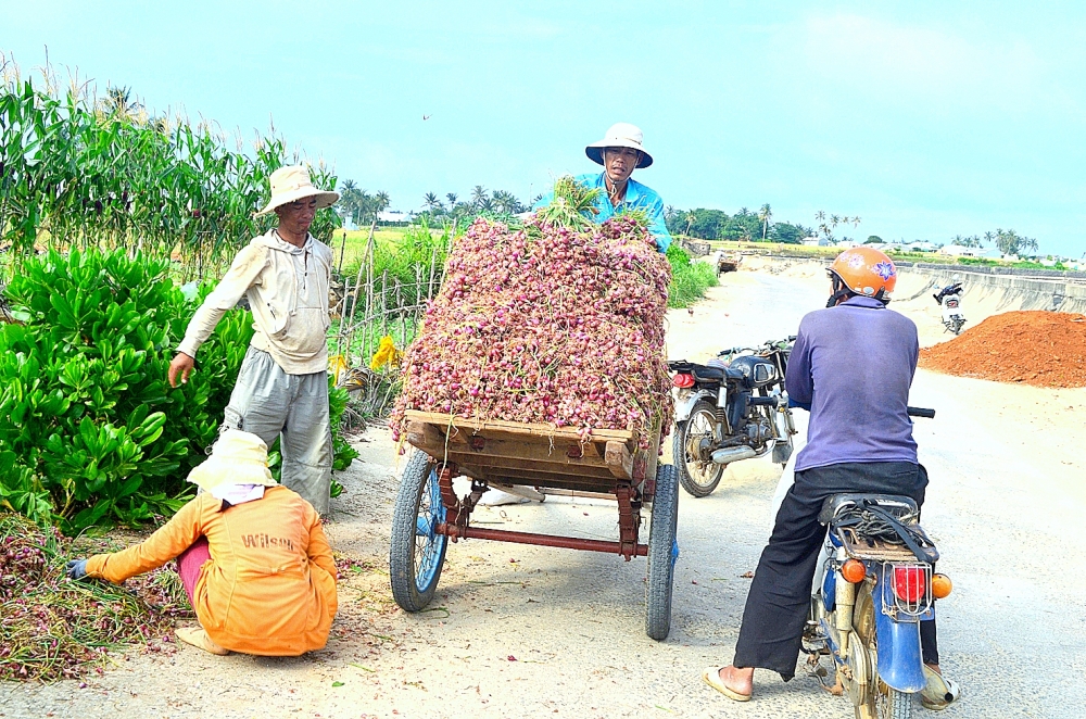 Nông dân Lý Sơn trồng hành tím trái vụ