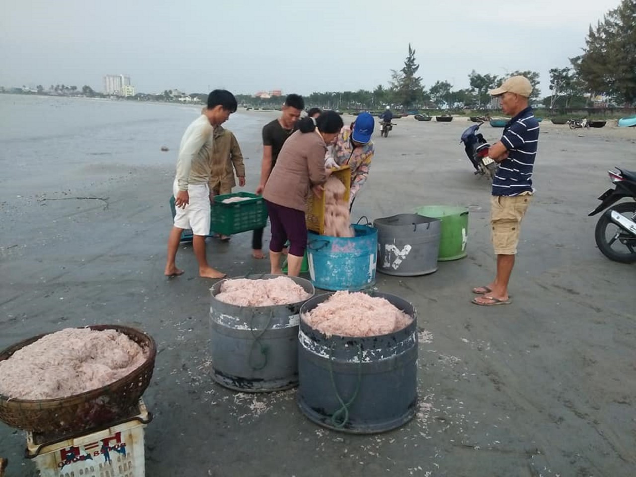 Ngư dân Đà Nẵng tất bật mùa ruốc biển