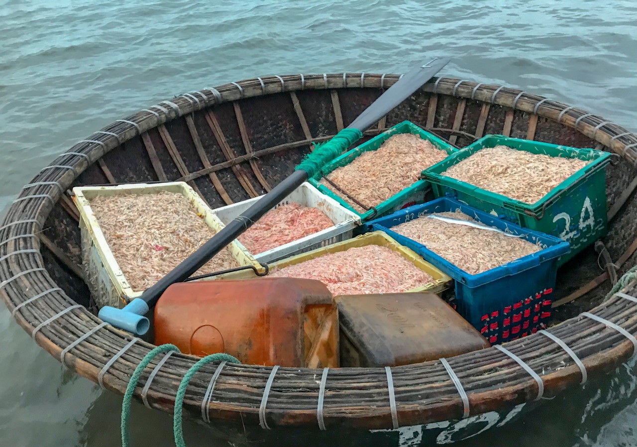 Ngư dân Đà Nẵng tất bật mùa ruốc biển