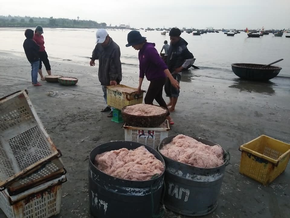 Vào mùa ruốc biển, ngư dân Đà Nẵng phấn khởi vì giá cao