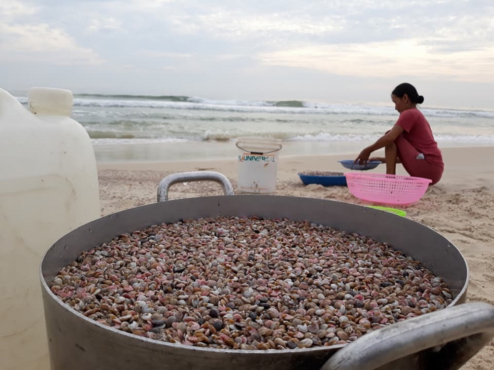 Tất bật mùa ốc gạo ở xứ Quảng, thu tiền triệu mỗi ngày