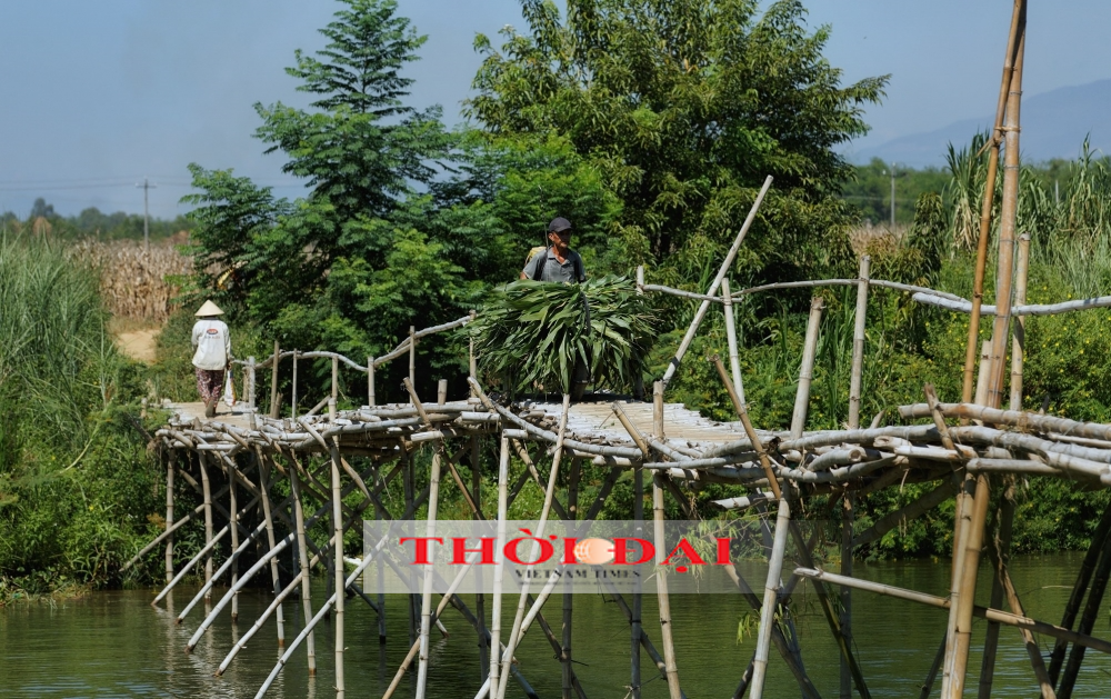Chiếc cầu tre ở đồng bằng xứ Quảng