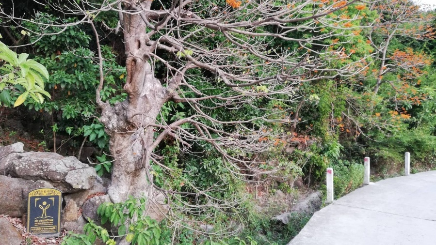 Ngắm vẻ đẹp của loài cây được công nhận là "cây di sản" trên xứ Cù Lao