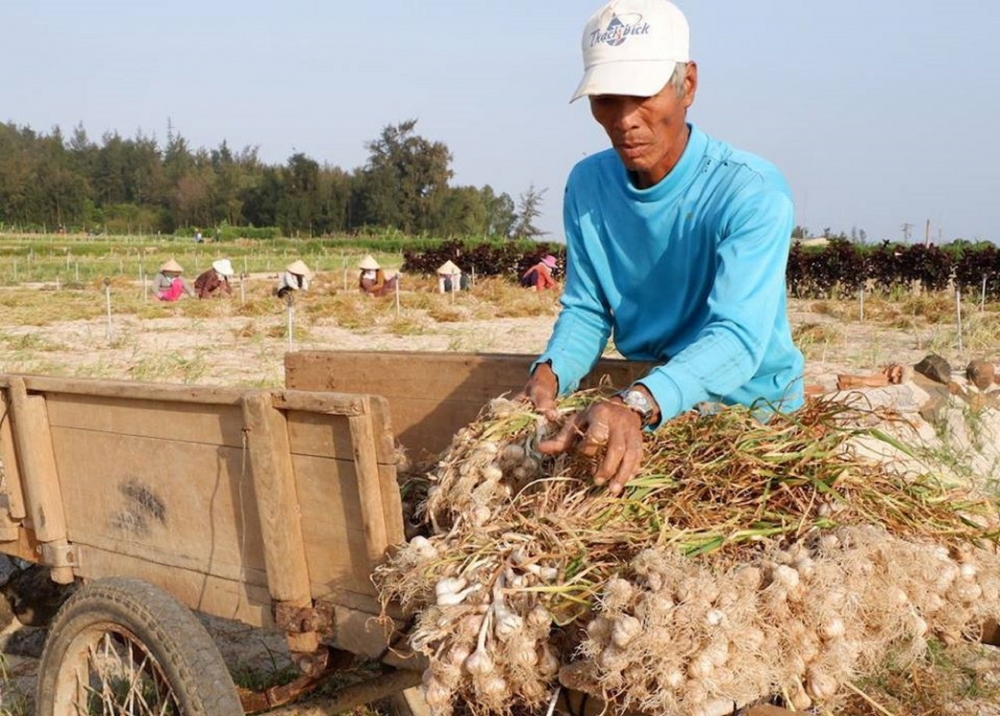 Giá tỏi xuống thấp, nông dân Lý Sơn mong hỗ trợ