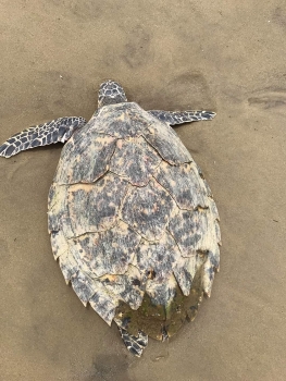 Phát hiện cá thể rùa biển đã chết trôi dạt vào vịnh Đà Nẵng